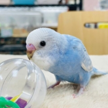 【最新画像更新🪄】涼しげカラー♡セキセイインコ（スパングル）ヒナ