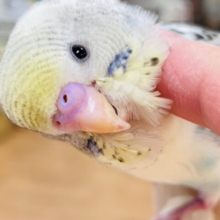 【最新画像更新🪄2回エサになりました⭐︎】成長が楽しみなわたわたちゃん♡セキセイインコ（四色ハルクイン）ヒナ