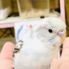 【最新画像更新☆☆】白いベースボディに青黒の差し色カラー　セキセイインコ