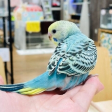 【最新画像更新🪄】綺麗な羽見てみて♡セキセイインコ（レインボー）ヒナ