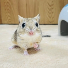 【動画更新🪄】はじめまして⭐︎ジャイアントジャービル（男の子）