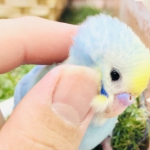【最新画像更新☆☆】パステルにキラッと☆　セキセイインコ