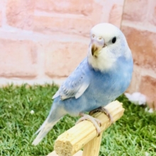 【最新画像更新☆☆】夏晴れカラーがやってきました♪♪　セキセイインコ