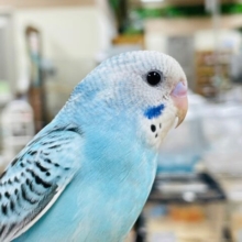 【最新画像更新🪄2回エサになりました⭐︎】にっこり笑顔が可愛い♡セキセイインコ（オパーリン）ヒナ