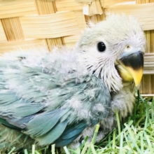 これからどんなカラーになるの？？　コザクラインコ