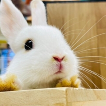 【動画更新🪄】衝撃的な可愛さですっっ💓ドワーフホト（男の子）