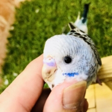 【最新画像更新☆☆】梅雨のジメジメに負けないスカイカラー！！　セキセイインコ