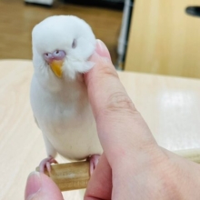 【最新画像更新🪄】魅惑の赤目が素敵♡セキセイインコ（アルビノ）ヒナ