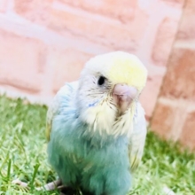 梅雨の雨上がりカラー🌈　セキセイインコ