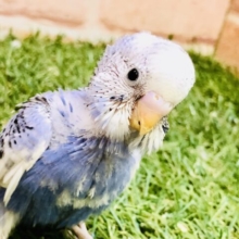 濃いめパイドちゃんです♪♪　セキセイインコ