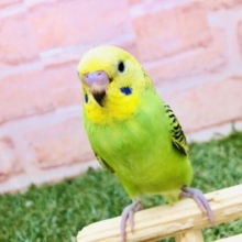 【最新画像更新☆☆】スッキリ明るいカラーで気持ちをリフレッシュ！！　セキセイインコ