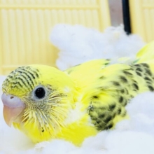 黄色のグラデカラー！！　セキセイインコ