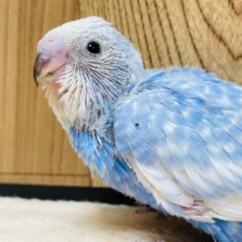 晴れた日の青空のようです☀️セキセイインコ（スパングル）ヒナ