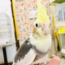 ムチムチに勝るものなし・・・・　オカメインコ