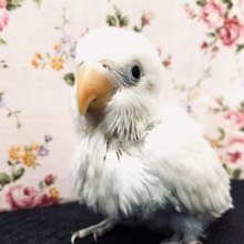【最新画像更新☆☆】白衣の天使がやってきました〜　ボタンインコ