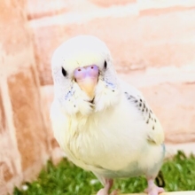 【最新画像更新☆☆】優しいカラーでほんわか笑顔に(#^.^#)　セキセイインコ
