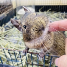 最新画像あります⭐️カキカキ大好き元気ボーイ☺️デグーアグーチ男の子⭐️