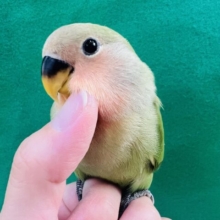 慣れすぎ♡大人気〜✨コザクラインコのヒナ(ノーマル)入荷しました❤