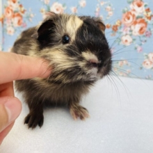 慣れる予感ﾌﾟﾝﾌﾟﾝ❤︎⁾⁾素敵な色合い🫧激かわイングリッシュモルちゃん､男のコ❤︎♂