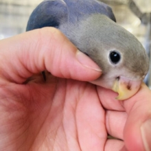 アイドル級激かわコザっち🤍💙手のりコザクラインコ(バイオレット)