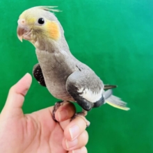 小柄なの♡天邪鬼なオカメインコ（ノーマル）