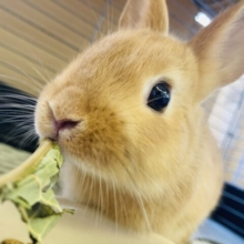 優しい穏やかなうさちゃんです🐰❤︎ネザーランドドワーフ(オレンジ)女のコ🍊