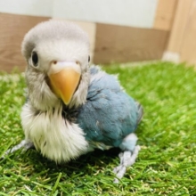 最新画像あります✨パッチリおめめの美鳥さん💙クールなブルーボタンインコ❗️