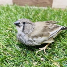 最新画像あります⭐️どんな姿に成長するのか楽しみです‼️ミニミニサイズのキンカ鳥パイド⭐️