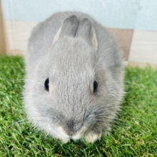 最新画像あります⭐️小さいけれど食べまくる🐰🥕モグモグ姿が可愛すぎるネザーランドドワーフ（ブルーオター）🌈