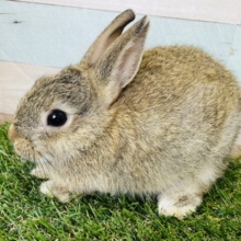 最新画像あります⭐️まん丸おめめのキュートな子💕ネザーランドドワーフ（チェスナット）🐰🥕