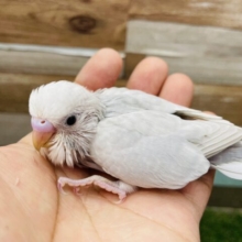 最新画像あります✨シックでオシャレなお色です〜✨セキセイインコのライラック！！