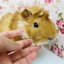 最新画像🌟ﾅﾃﾞﾅﾃﾞ大好き❤︎ ⁾⁾激かわアビシニアンモルモットくん、男のコ❤︎♂