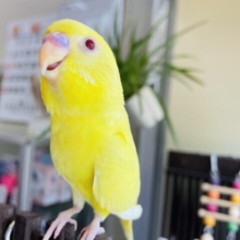 最新画像あります✨ヒナ餌卒業‼️この明るさをみんなにおすそ分け‼️サンサンイエローのセキセイインコ（ルチノー）☀️