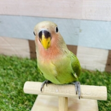 最新画像あります⭐️カメラ目線バッチリのモデルさん📸綿毛の残るコザクラインコのノーマルヒナさん❤️
