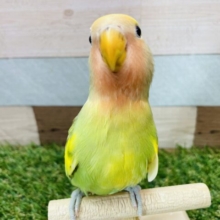 最新画像あります✨ヒナ餌卒業🎓どんな姿になるのかな⁉️にっこりスマイルが可愛いコザクラインコ💛タイガーチェリー🍒