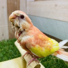 ピンクが美しいぱっちりおめめちゃん👀アキクサインコのルビノー❣️