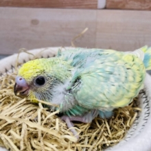 明るいグリーンが可愛らしい人気カラー⭐️セキセイインコのパステルカラーレインボー🌈
