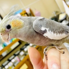 触れ合い⭕️1人餌❣️ゴマソフト🍨なオカメちゃん🖤🍨🖤🍨　オカメインコ　ノーマル
