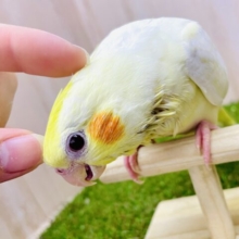 触れ合い⭕️さし餌1〜2回❣️へっへ〜ん😚🍋甘えた顔にメロメロ❣️❣️ オカメインコ　ルチノー