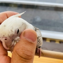 最新画像あります✨ヒナ餌卒業❤️他とは違うこのシックなカラーがいいですよね🩶オカメインコ（ホワイトフェイスパール）