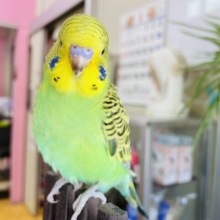 最新画像有ります⭐️ヒナ餌卒業🎓セキセイインコと言えばやっぱりこのお色でしょ❗️模様の素敵なノーマルカラー💚