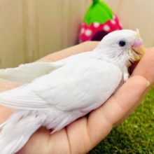 🪽きゃわわな心の天音ちゃん🪽🤍🤍🤍　セキセイインコ　ダブルファクター