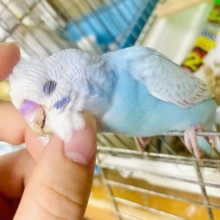なれてるよ〜❣️1人餌❣️手のり❣️最新画像❣️背伸びのびのび気味の君～？😊✨✨　セキセイインコ　ブルースパングル　