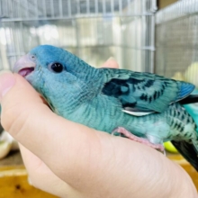 なれてるよ〜❣️手乗り❣️宝石💎💎💎ワイルドに〜サザナミ〜🌊　サザナミインコ　ターコイズブルー