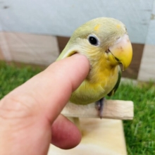最新画像あります⭐️ヒナ餌卒業🎓お顔がオレンジになるのが楽しみです🧡コザクラインコのオレンジフェイス！！