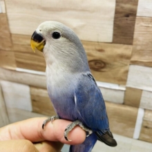 最新画像有ります❗️深い色味がかっこいいんです〜✨コザクラインコのバイオレット！！