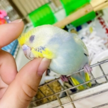 なれてるよ〜❣️手のり❣️1人餌❣️最新画像更新🌟おしとやかくすみカラー(｀･ω･´)ゞ💛めろかわいい　セキセイインコ　パステルカラーレインボー