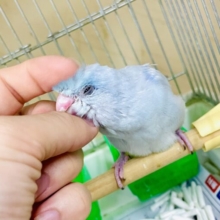 なれてるよ〜❣️手のり❣️1人餌❣️ まめちーびより💓　マメルリハ　アメリカンホワイト　男の子
