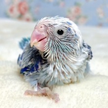 マメルリハ  ミディアムパイドブルー  男の子  💙‎🤍🕊*ﾟ