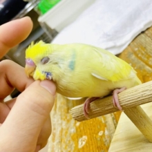 さし餌2回❣️最新画像🌟清色💛仄見える模様💛💛💛　セキセイインコ　パステルレインボーパイド　